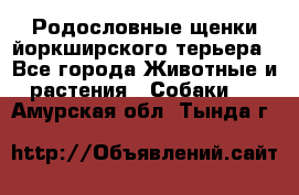 Родословные щенки йоркширского терьера - Все города Животные и растения » Собаки   . Амурская обл.,Тында г.